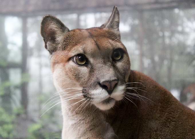 Cougar Close up