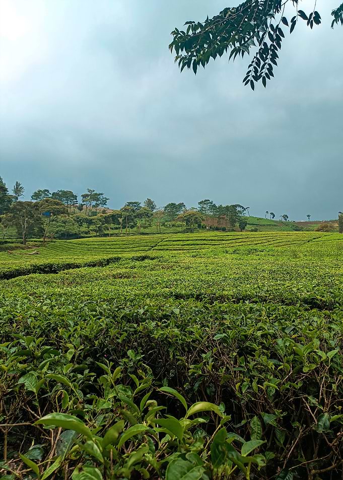 tea plantation