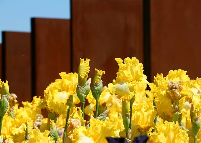 Yellow Iris Field