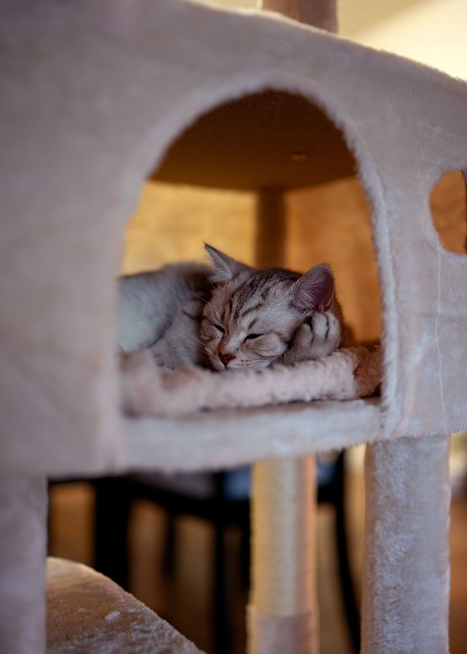 Cat Sleeping
