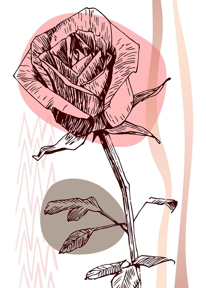 Rose Abstract