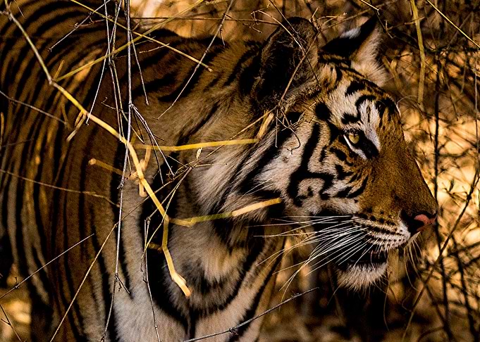 Tiger Jungle Portrait