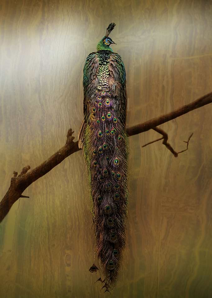 Peacock