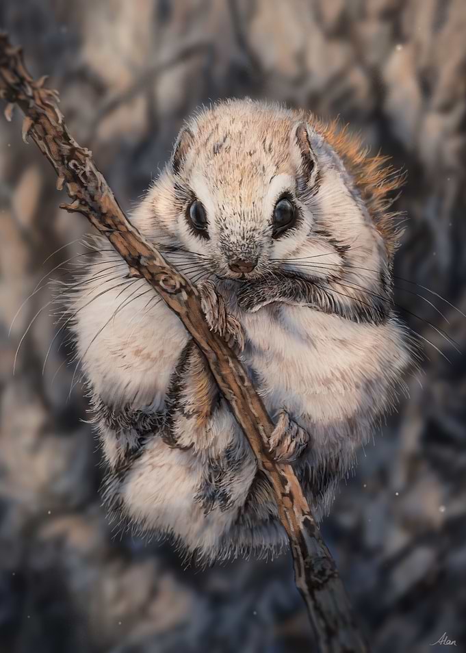 Japanese Flying Squirrel