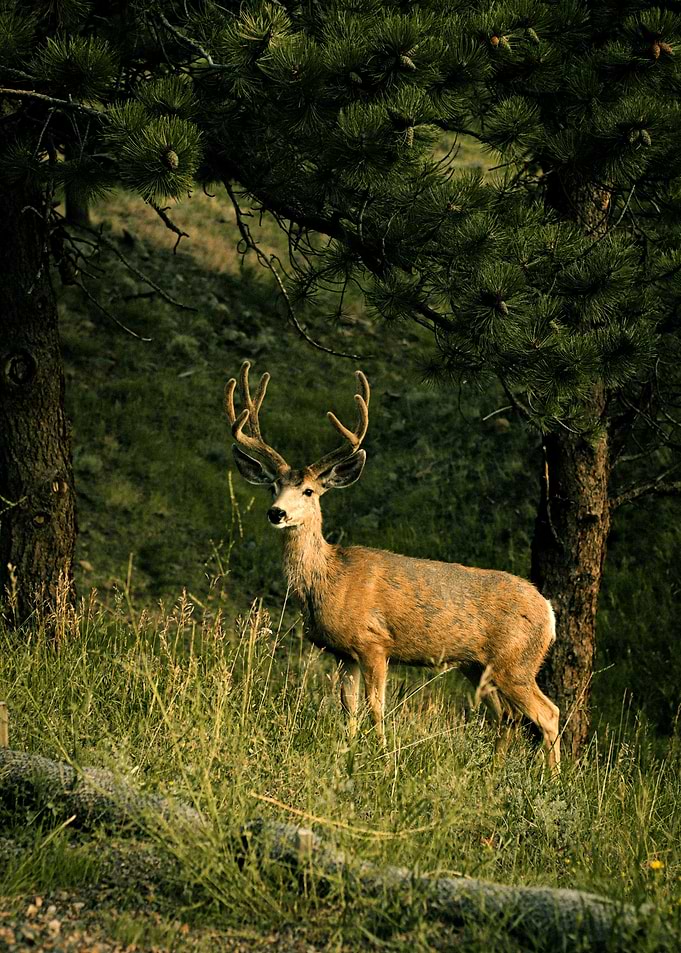 Deer
