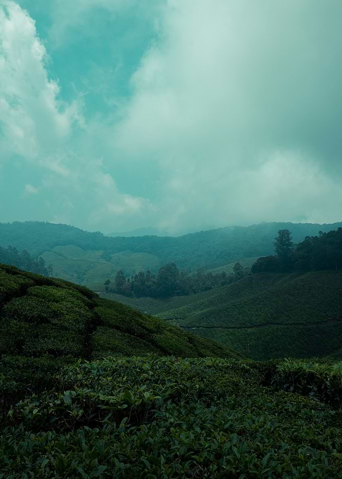 tea plantation