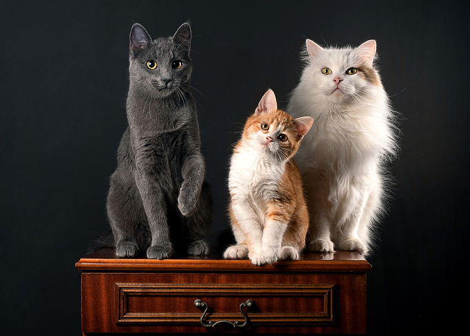 Cats In Pose