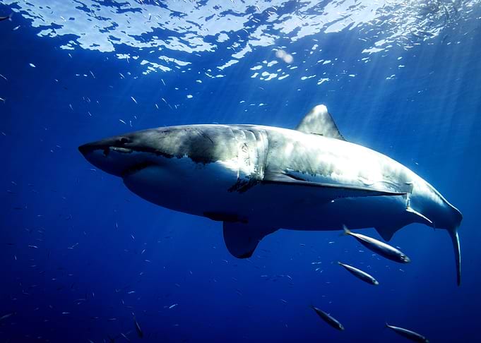 Shark