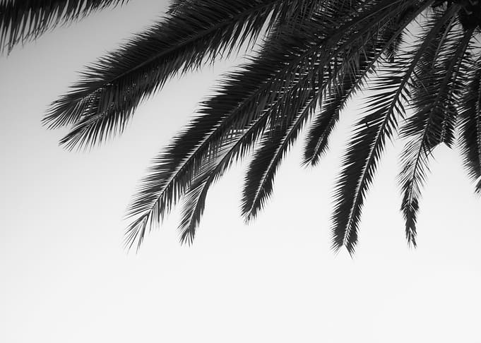 Dreamy Palms 2