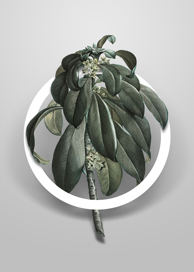 Spurge Laurel Weeds Flower