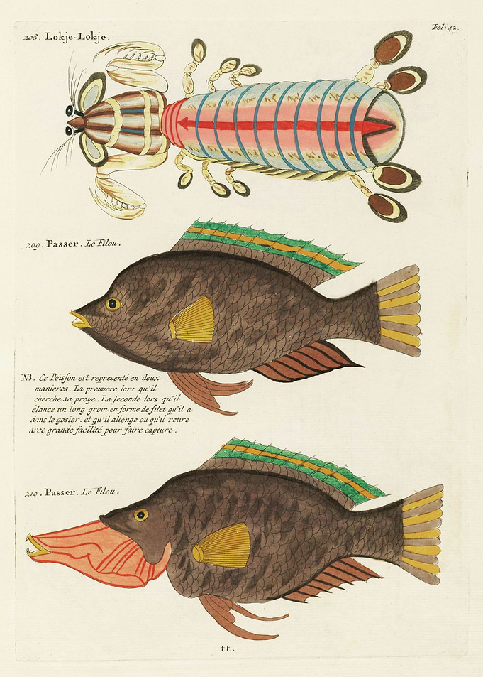 Colorful Fishes