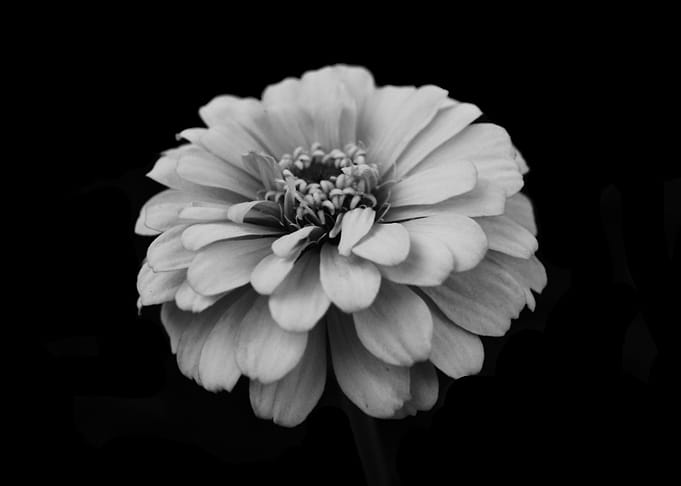 Black white zinnia flower