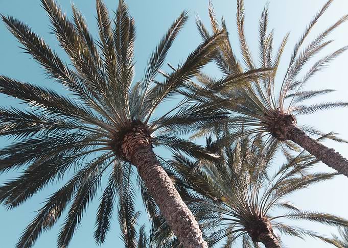 Palm Trees Bliss 1