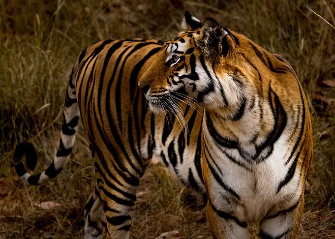 Tiger Situational Awarenes