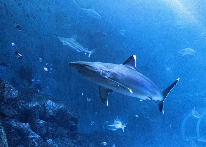 Shark