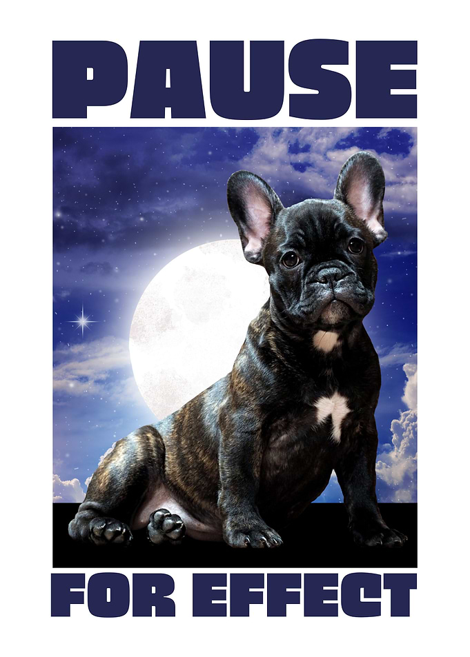 Dog Pause for effect
