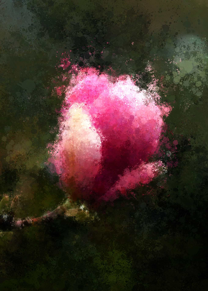 Blooming Magnolia