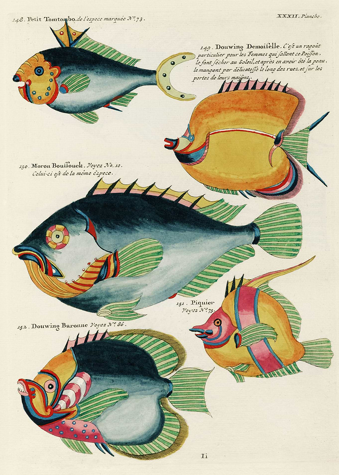 Colorful Fishes