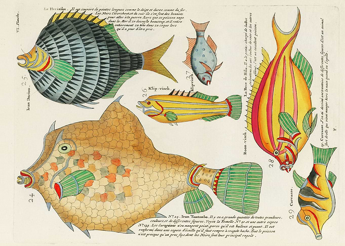 Colorful Fishes