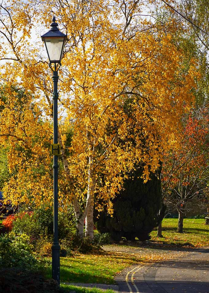 Fall Landscape