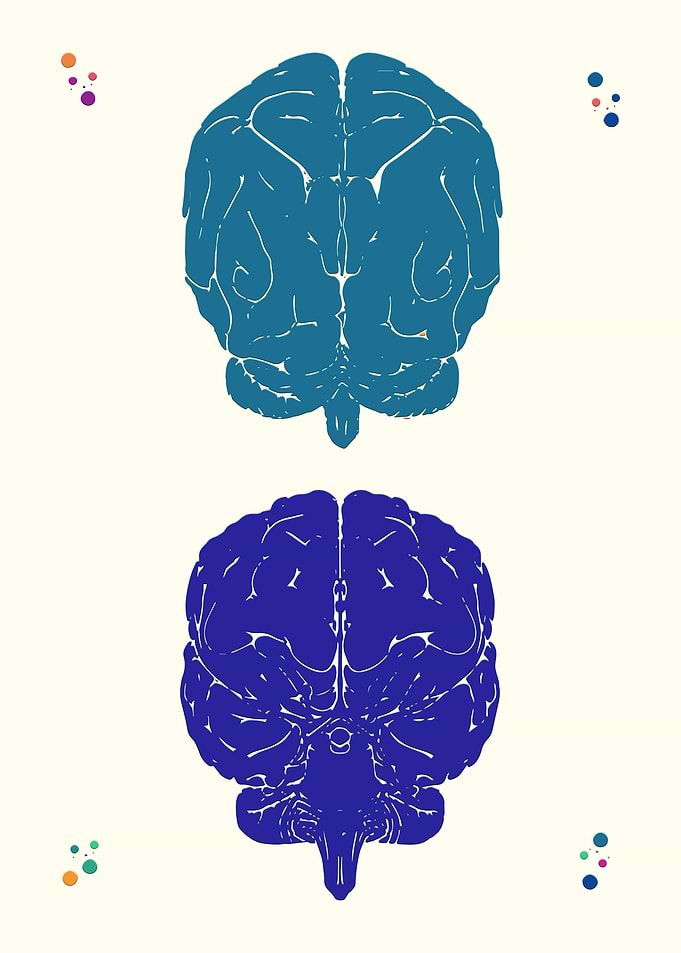 Brain