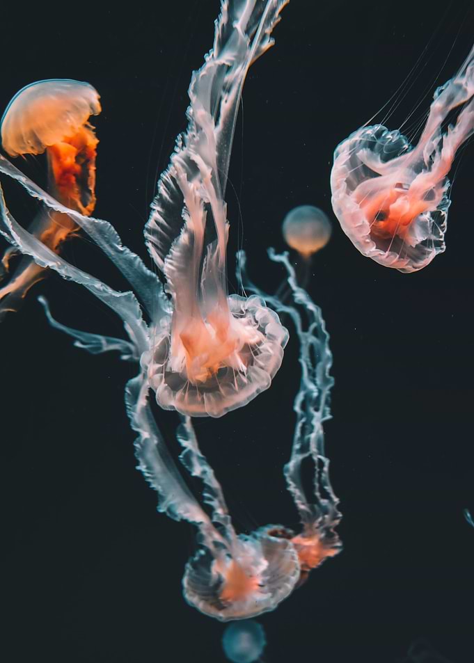 Jellyfish community