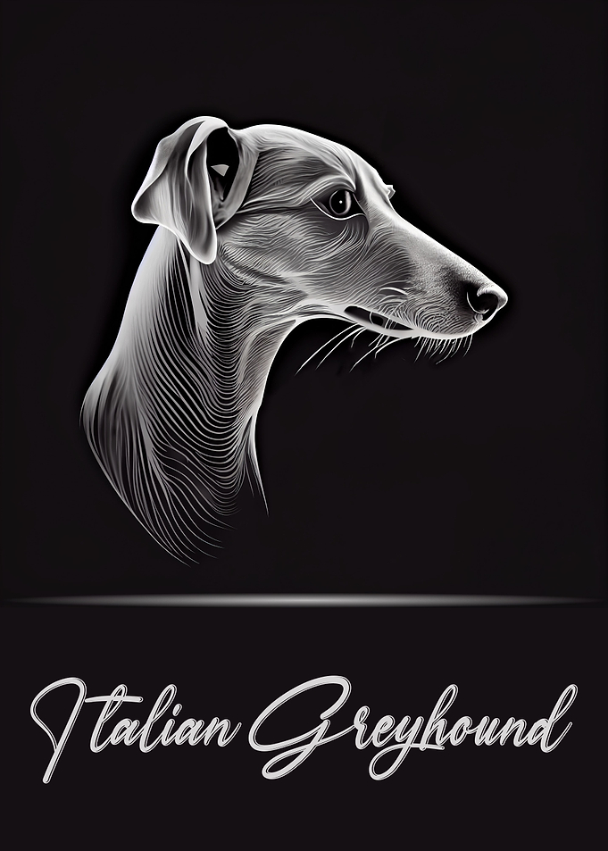 Italian Greyhound Portrait