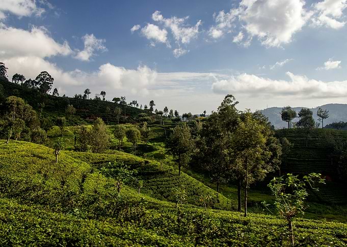 tea plantation