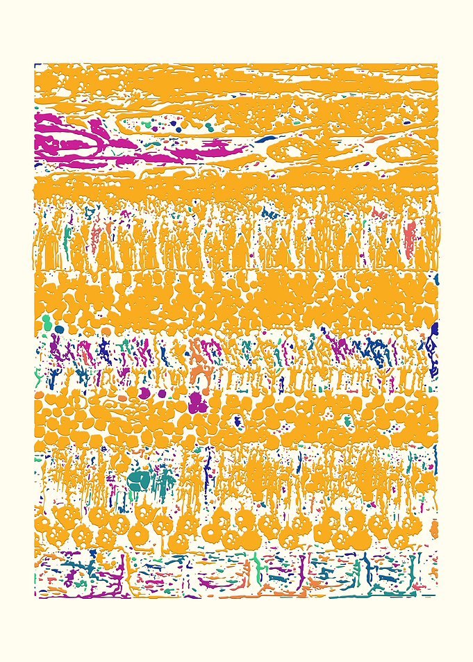 Retina Layers