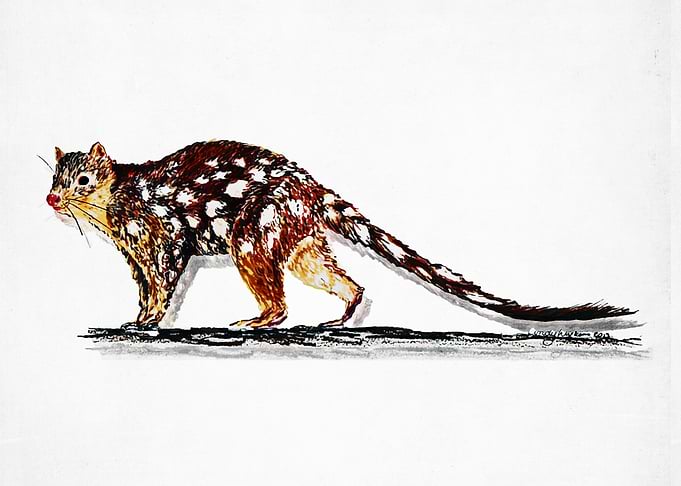 quoll animal nature