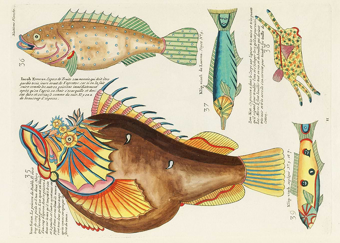 Colorful Fishes