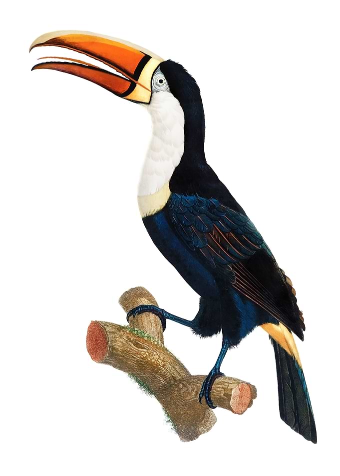 Yellow Necklace Toucan