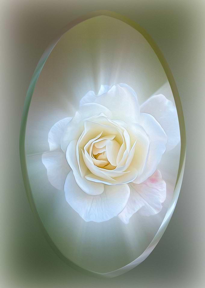White Rose