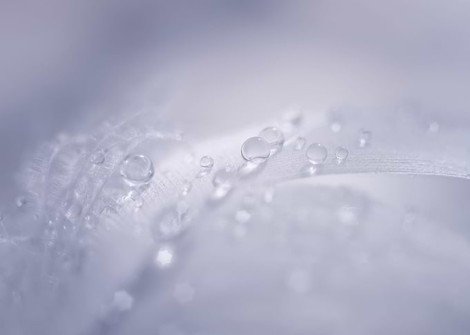 Raindrops and feather