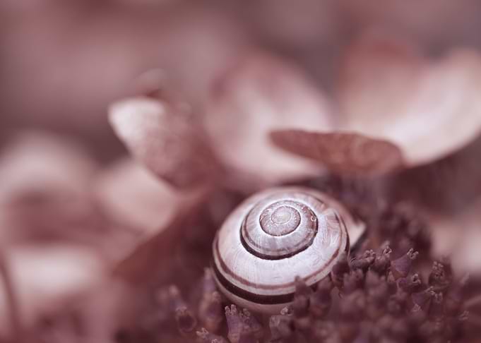 Shell on hydrangea flower