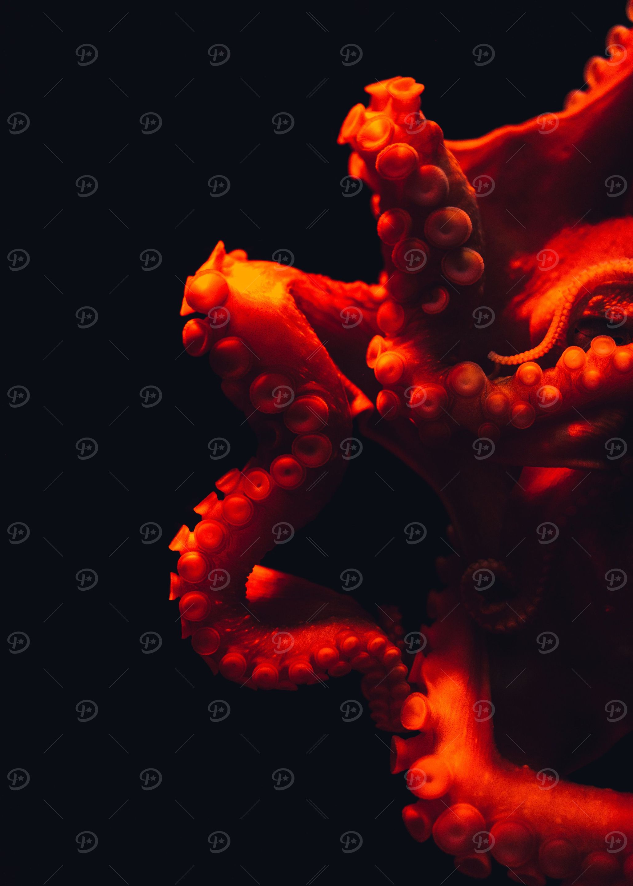 Octopus Tendrils