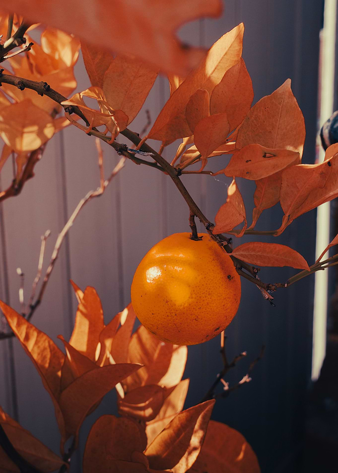 Orange fruit