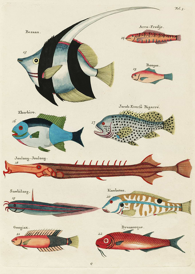 Colorful Fishes