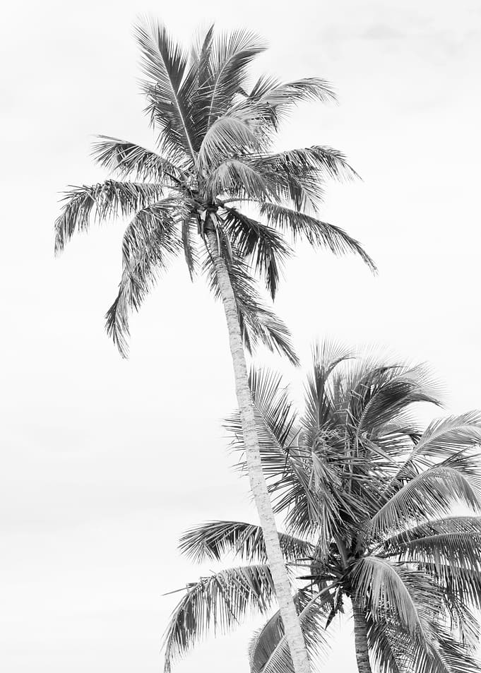 Floridian Palms BW 1