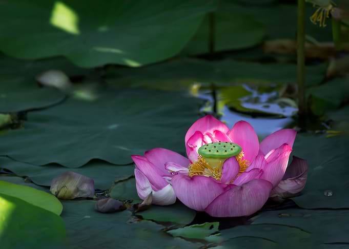 lotus