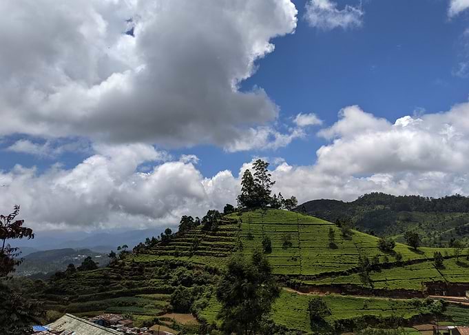 tea plantation