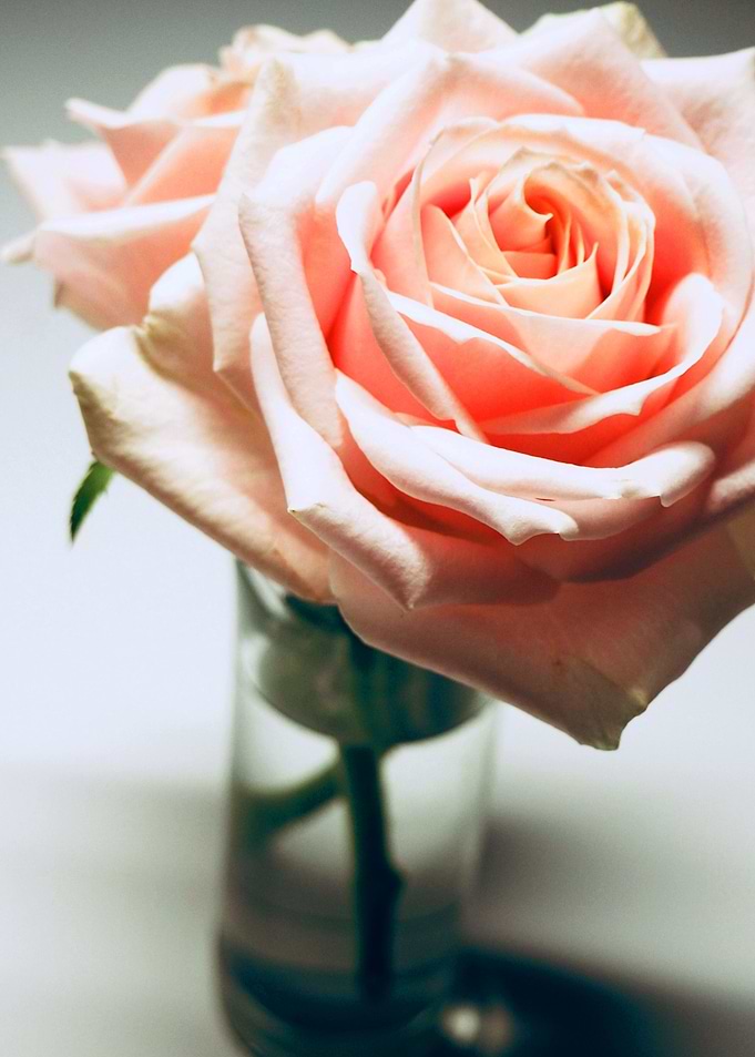 PINK ROSES
