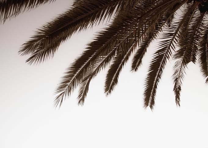 Dreamy Palms 1