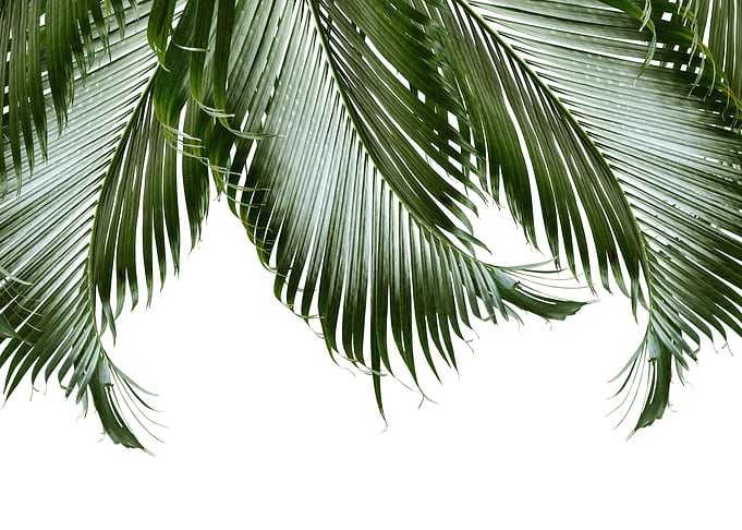 Palm Leaves Finesse 1