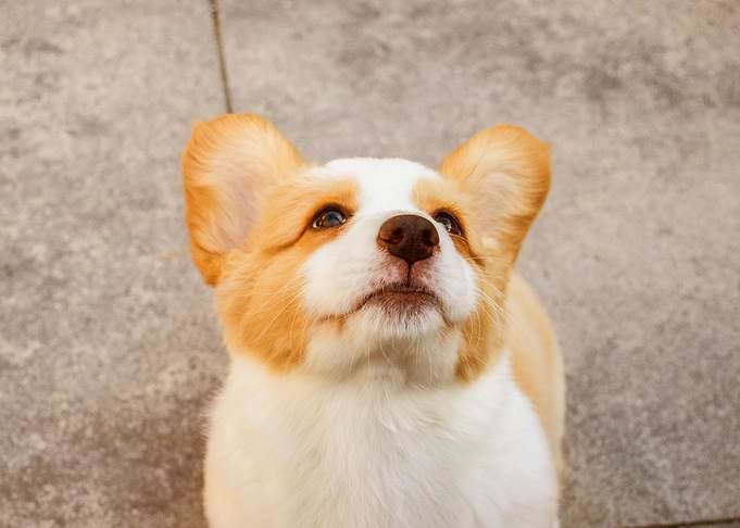 PUPPY