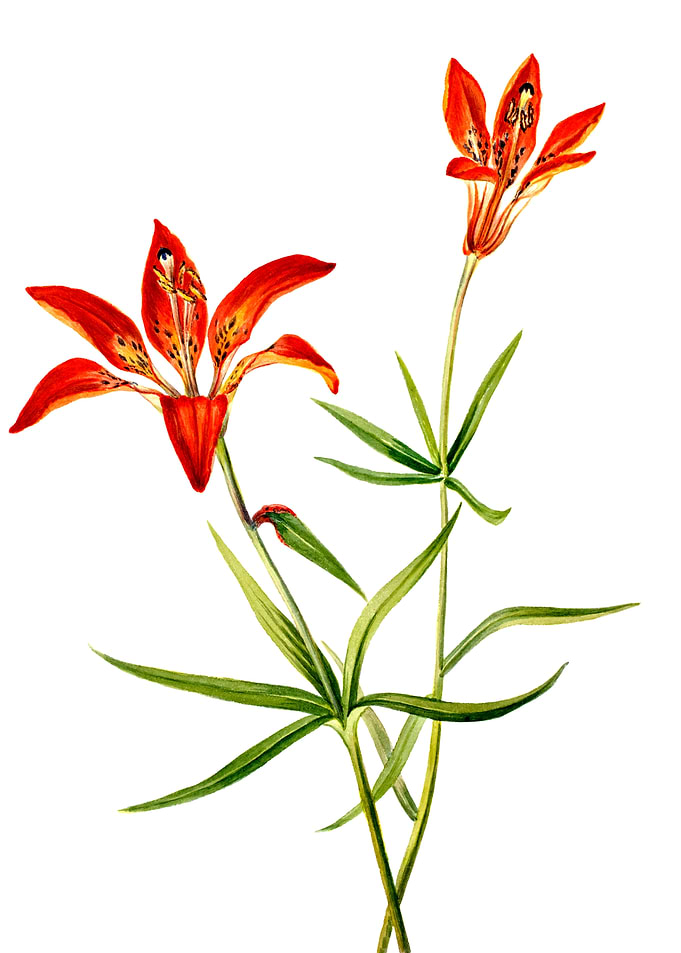Lily
