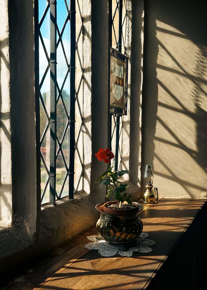 Rose on a windowsill