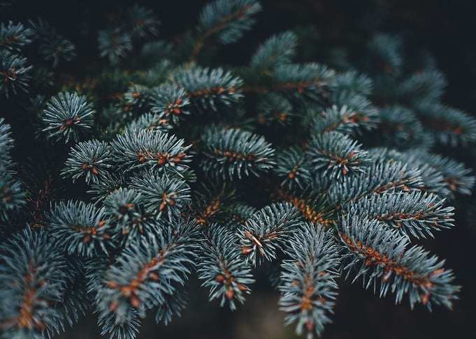 Pine Needle Branch