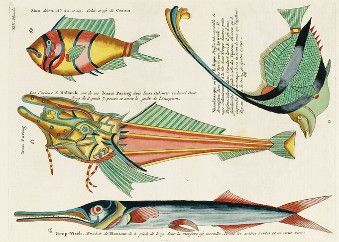 Colorful Fishes