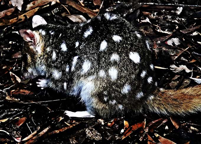 quoll animal nature